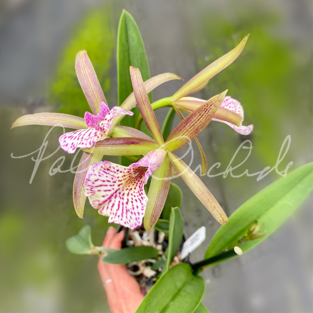 Bc. Mary Dodson — Palmer Orchids